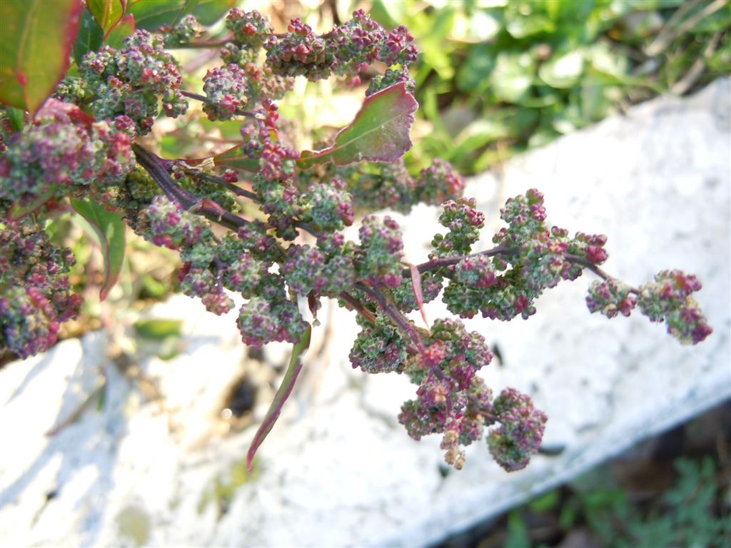 Chenopodium album?